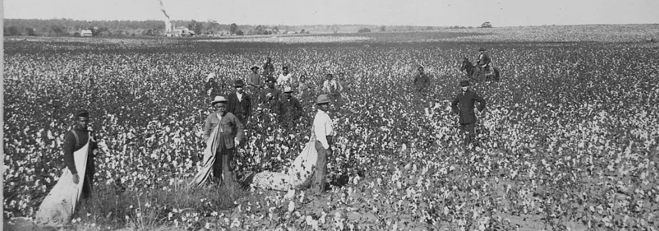 Photograph showing an overseer supervising African American laborers picking cotton in an Oklahoma field during the late nineteenth century.